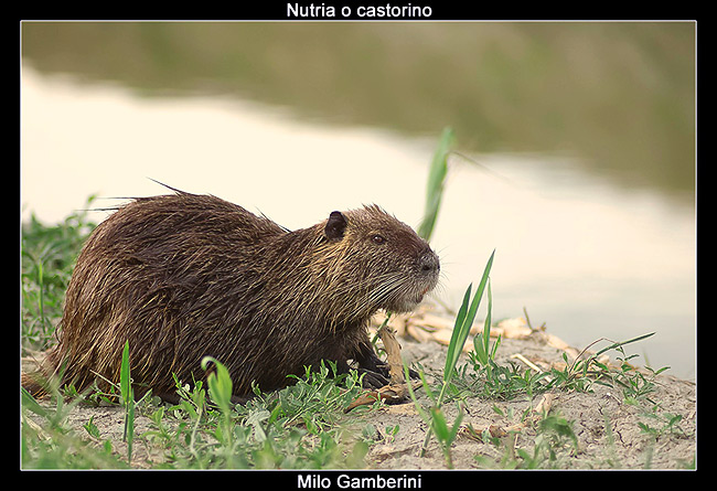 nutria.jpg
