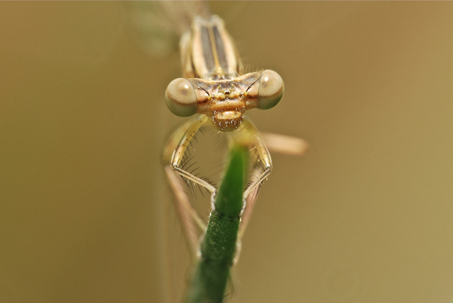 Occhi di libellula3.jpg