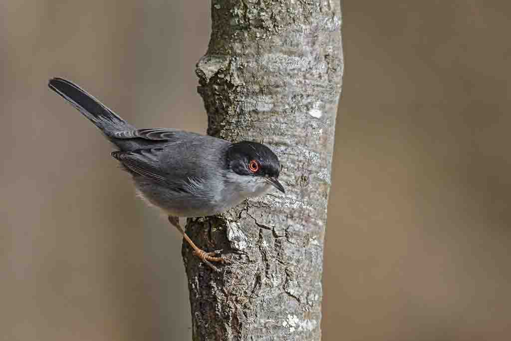 Occhiocottofile#2395_ 2.jpg