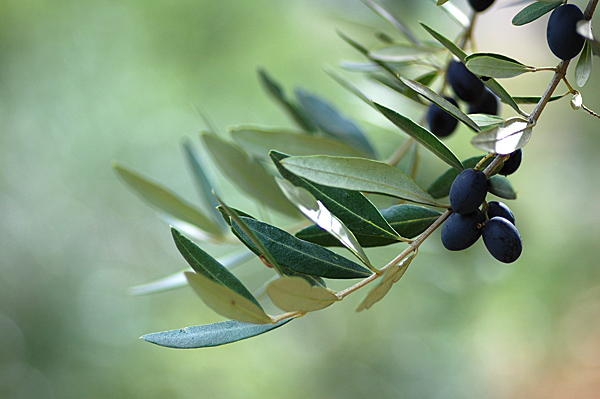 olive3.jpg