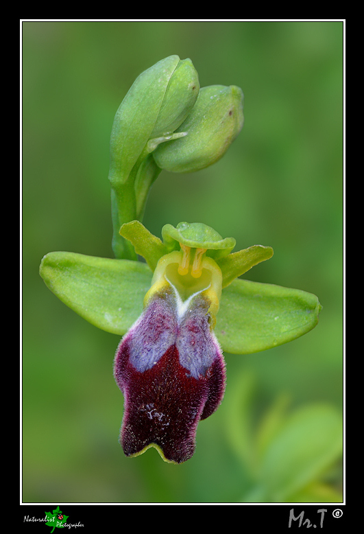Ophrys Fusca_Particolare.jpg