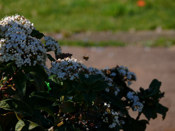 P1020070.jpg