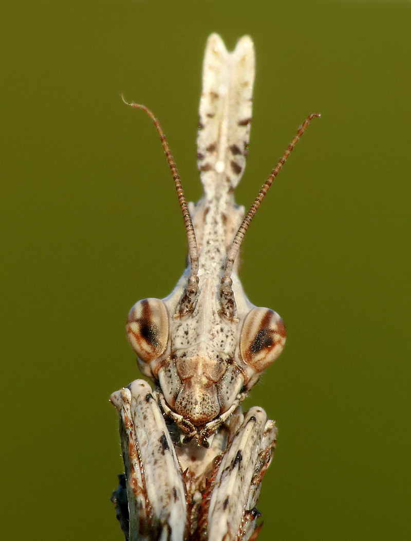 p1590538---a.jpg