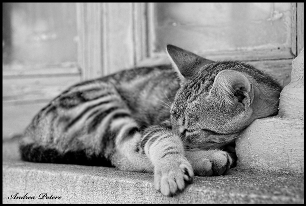 pace-e-sonno-rivista.jpg