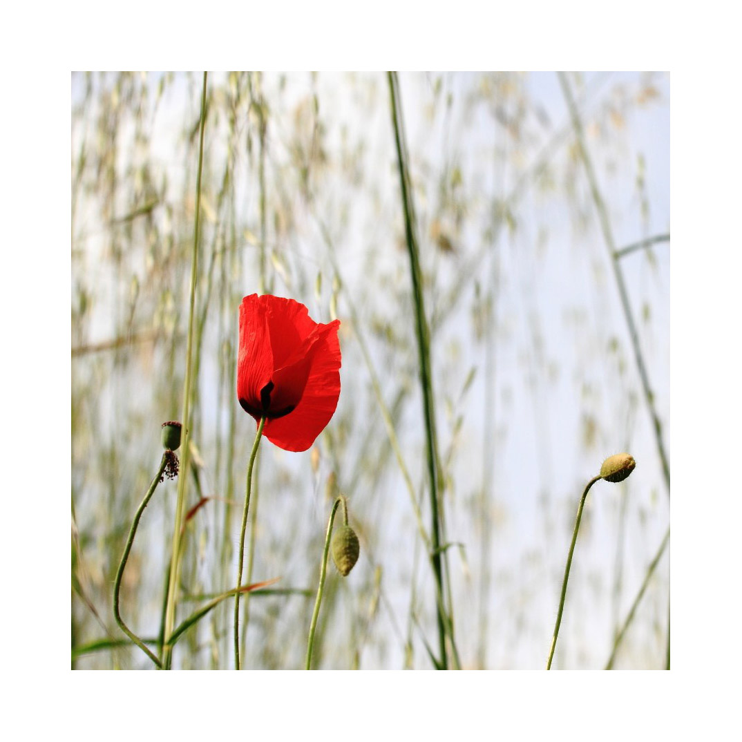 papavero.jpg
