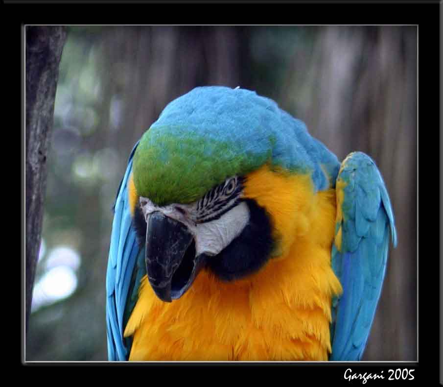 pappagallo.jpg
