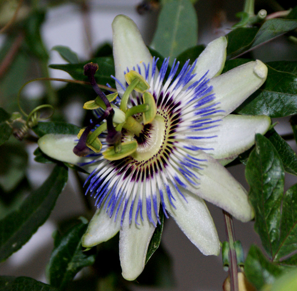 Passiflora.jpg