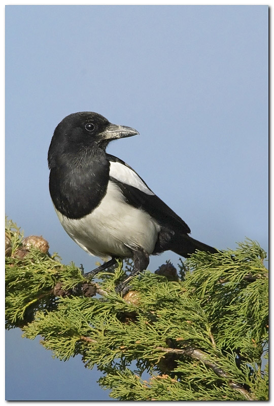 pennuto corretto.jpg