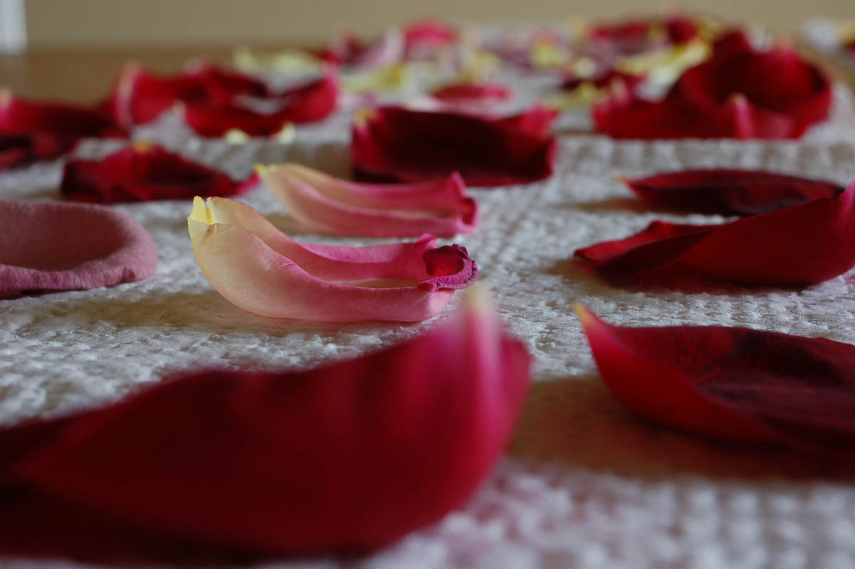 Petali di rosa.jpg