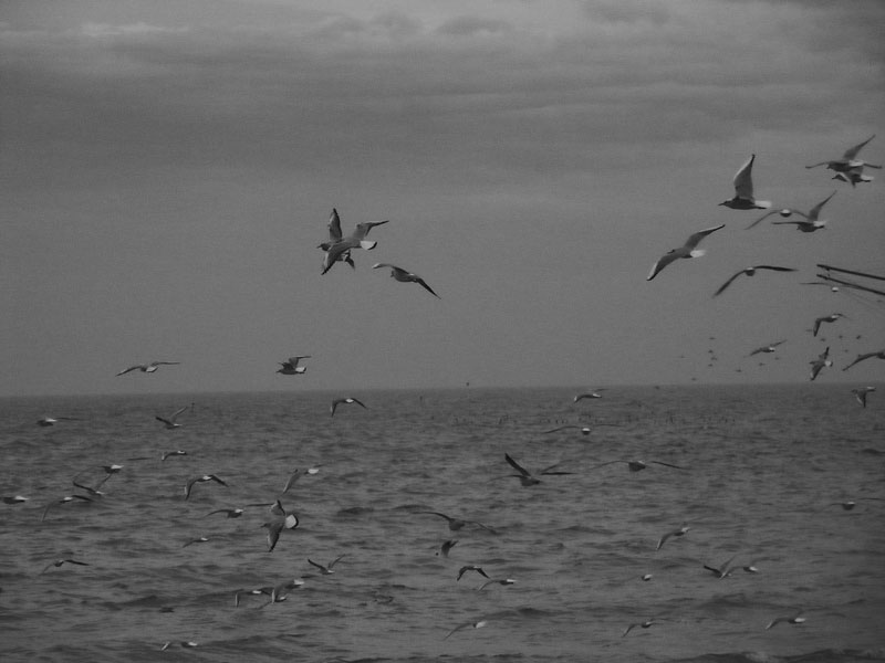PICT0005-01.jpg