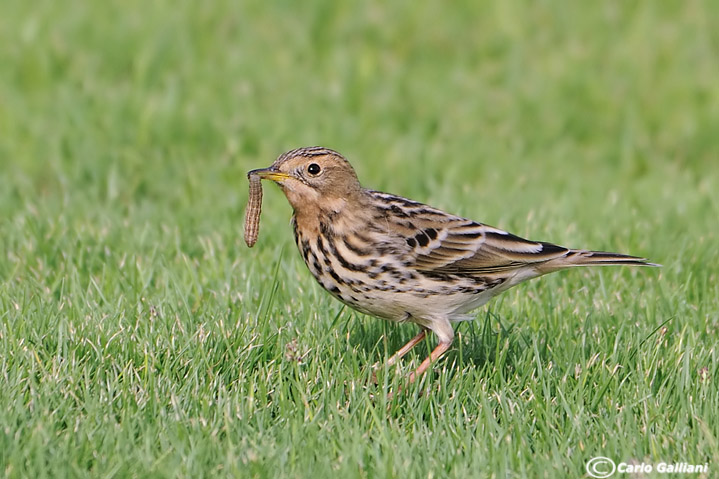 pispola golarossa22.jpg