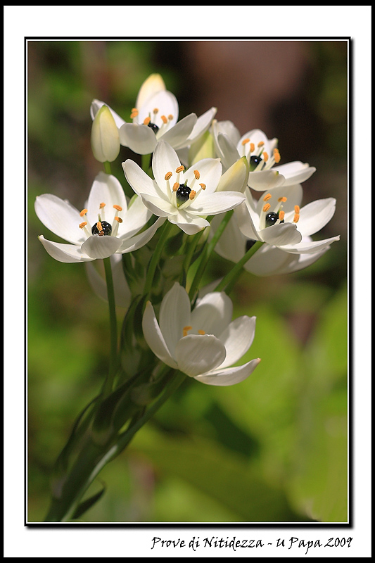 Prove di Nitidezza.jpg