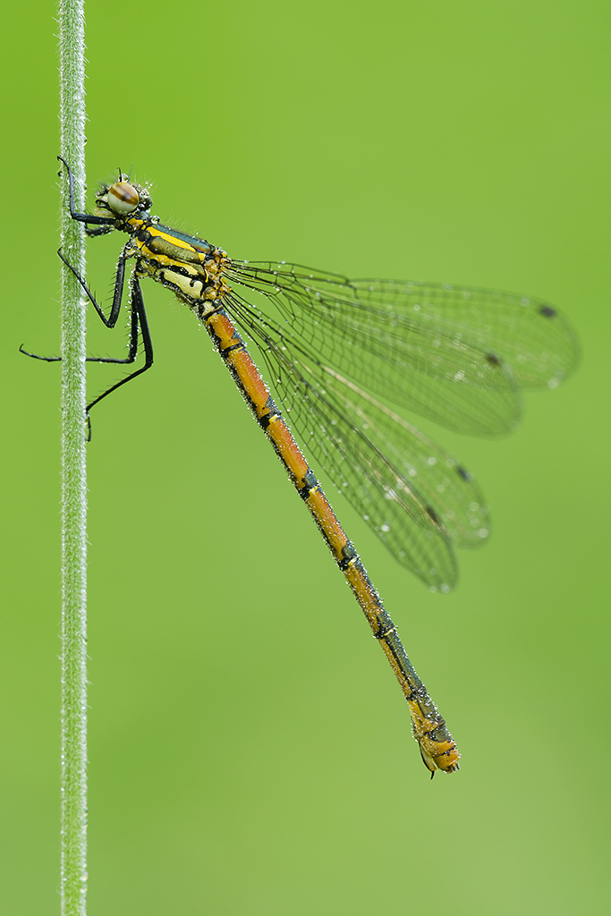 Pyrrhosoma nymphulaP4U_verticale.jpg