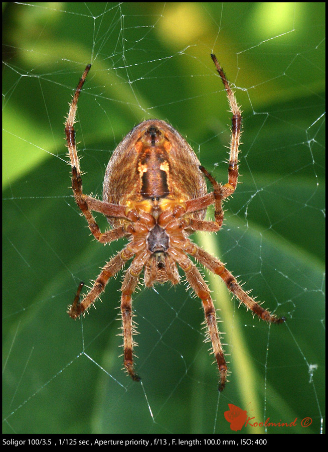 ragno01a.jpg