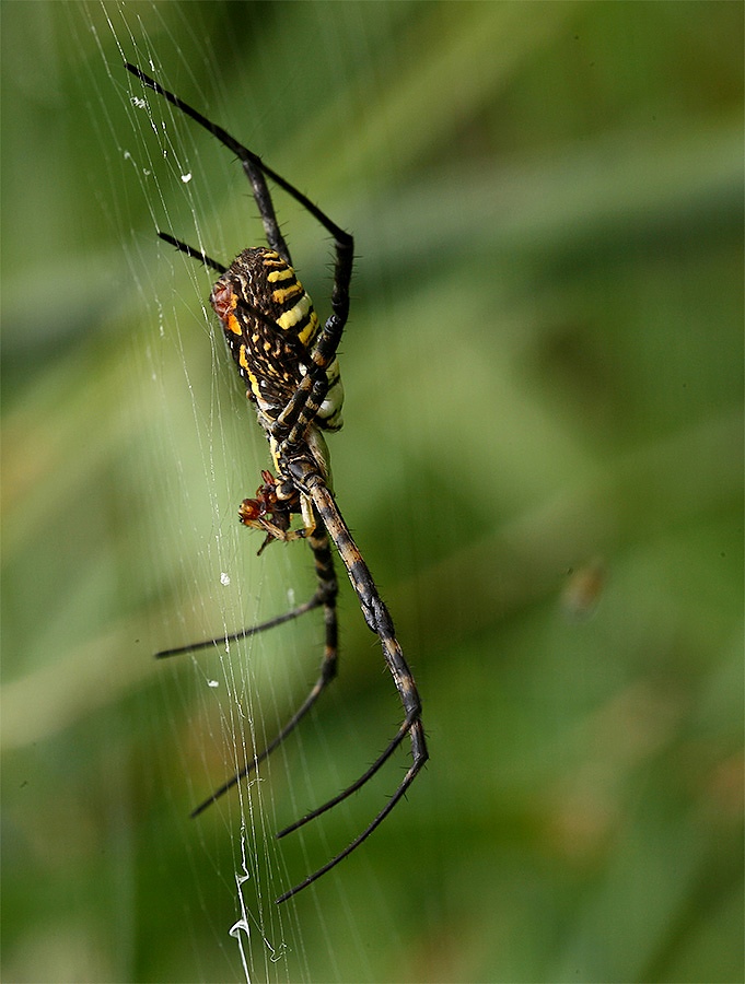 ragno3.jpg