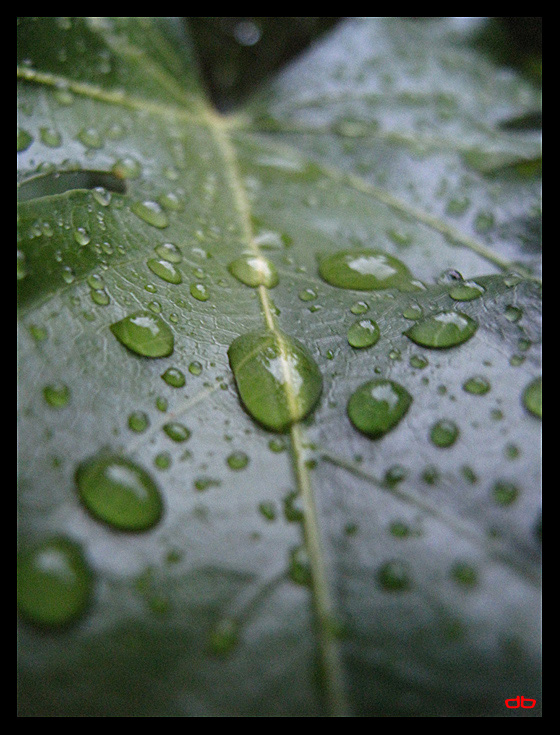 Rain drops original.jpg