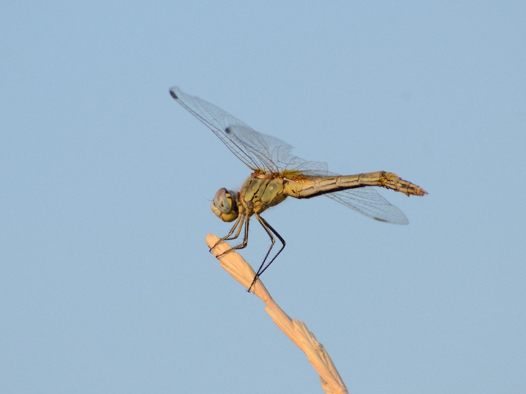 rid LIBELULA 300MM.JPG