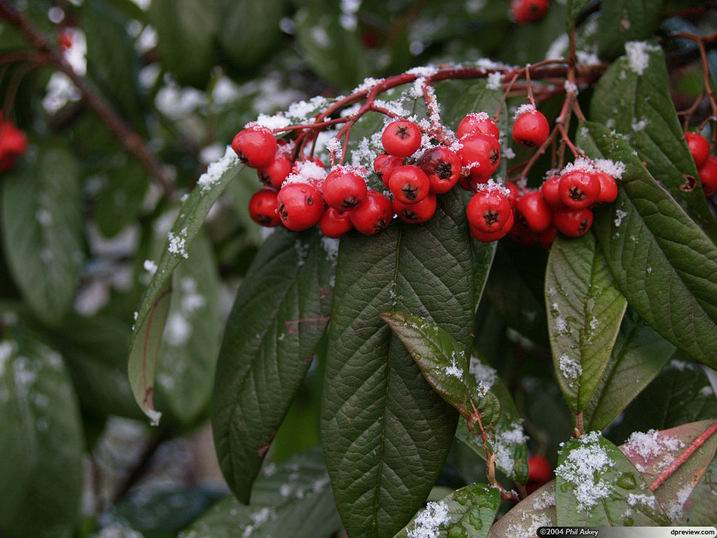 Ridimensiona dipc250066.jpg