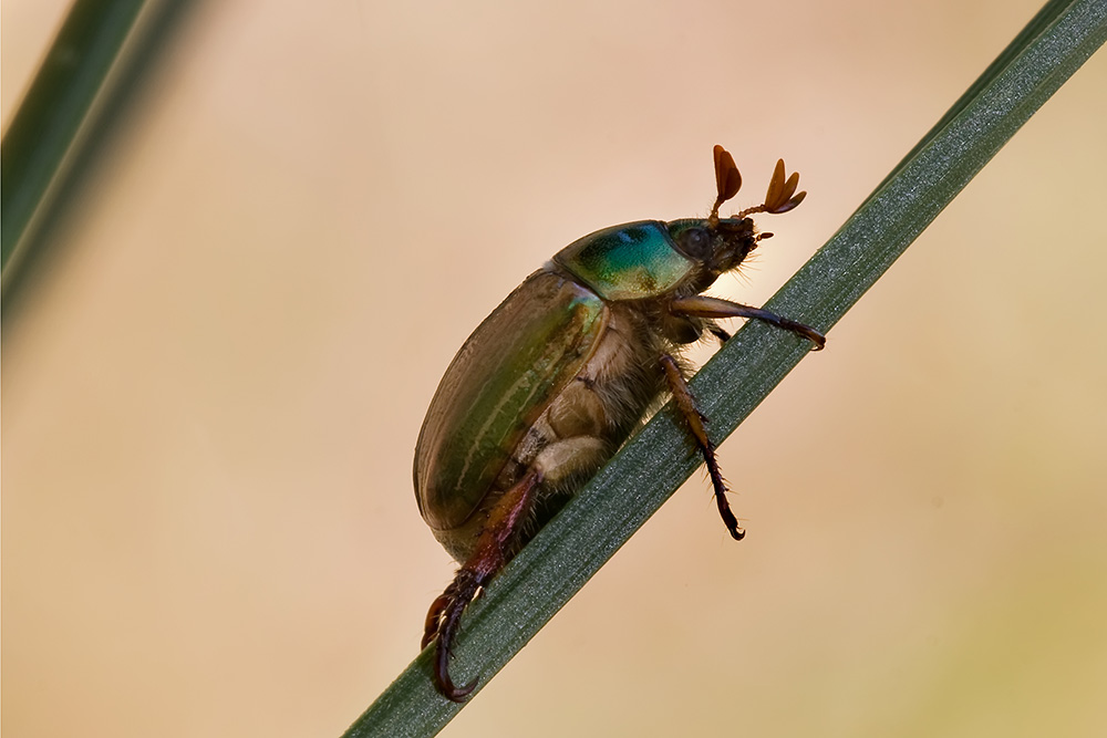 Ridotta 2_1839 copia.jpg