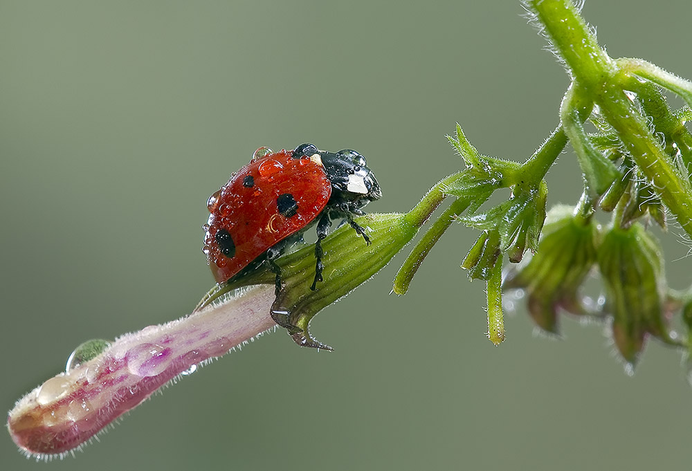 Ridotta 2 5496.jpg