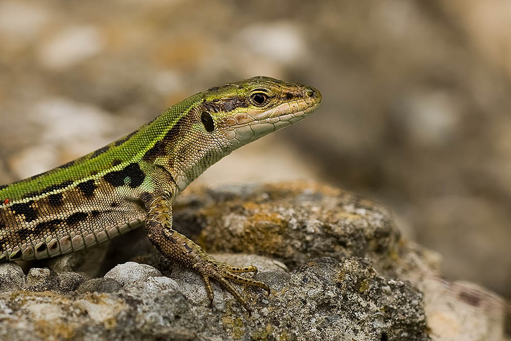 Ridotta 4_0172.jpg