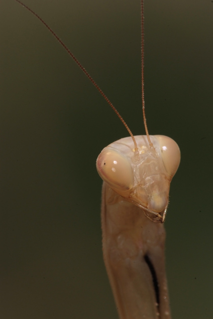 ritratto mantide 2.jpg