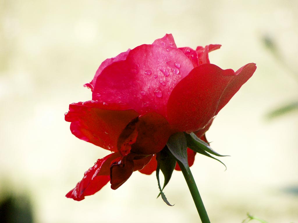 Rosa--rossa-3.jpg