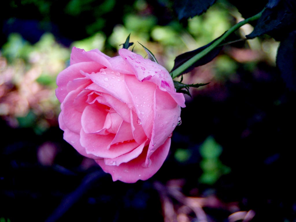 Rosa-rosella.jpg