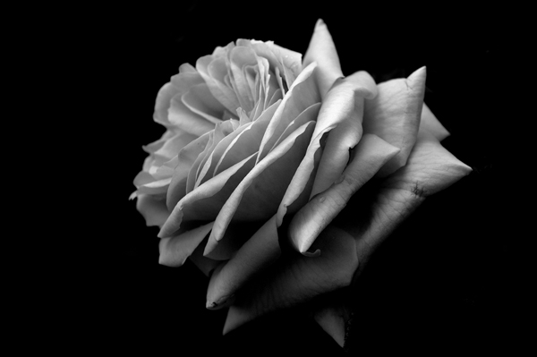 rosa11.jpg