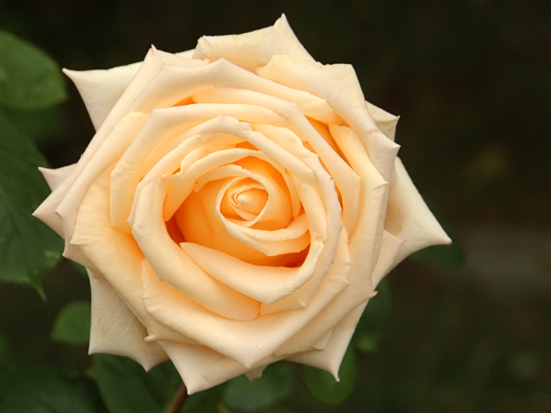 rosa_champagne.jpg
