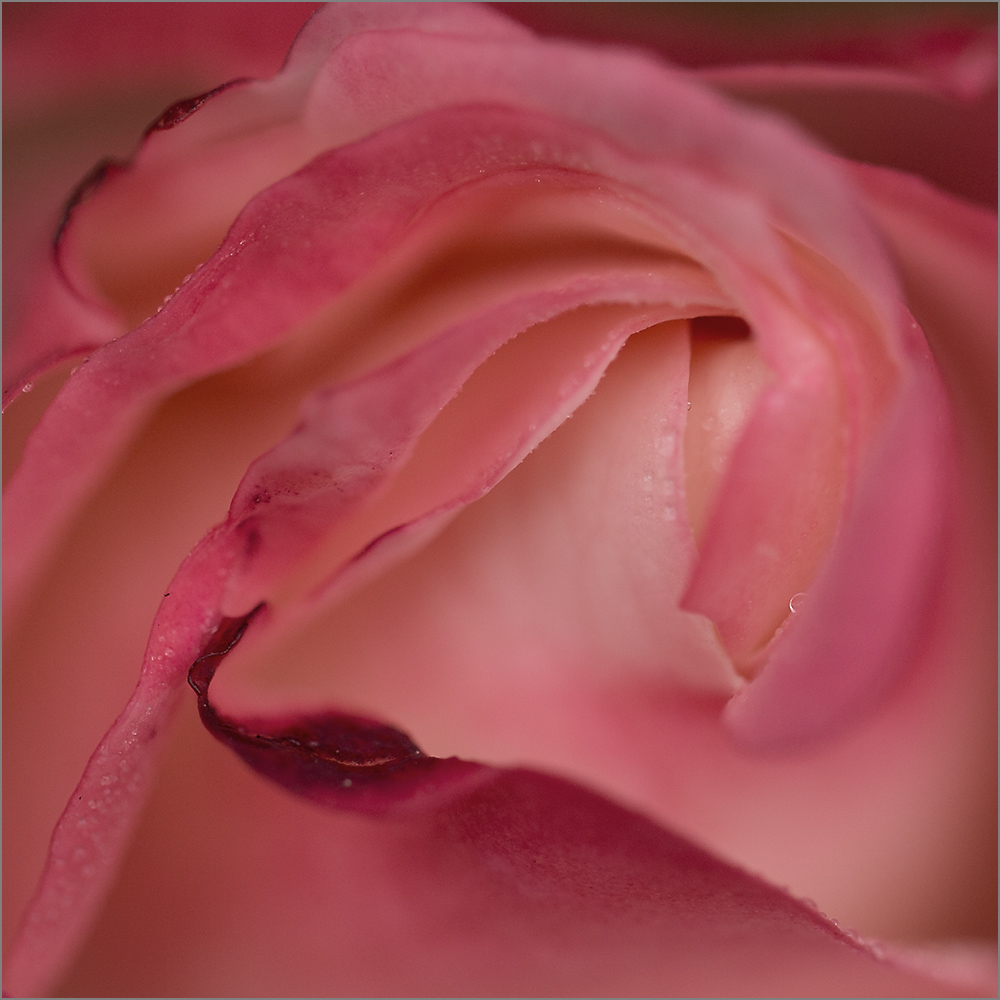 Rosa dettaglio sat-25 1000x_MG_7683.jpg