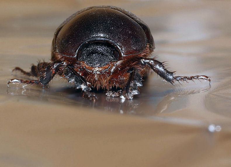 Scarabeo.JPG