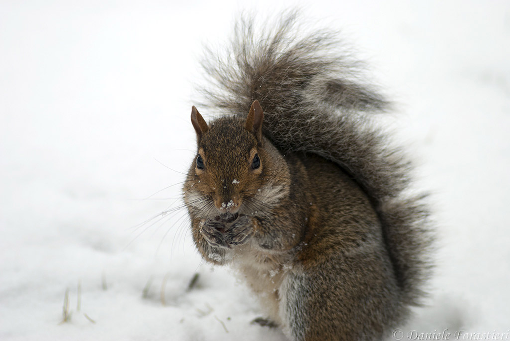 scoiattolo grigio rev_1.jpg