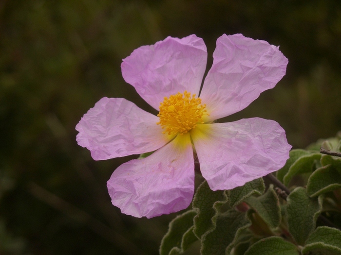 SDC17073r2.jpg
