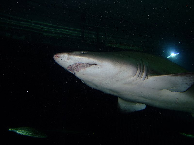 Sea4.jpg