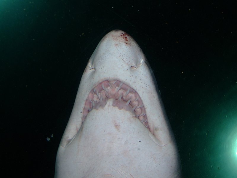 Sea6.jpg
