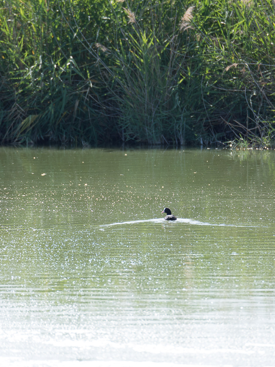 shining original.jpg