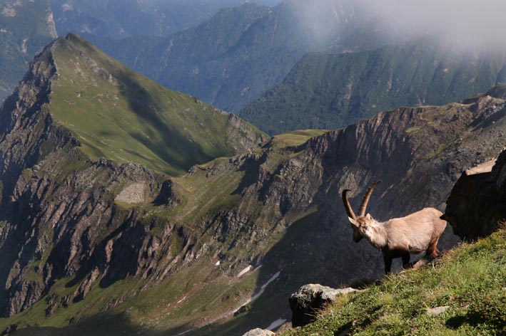 Stambecco3.jpg