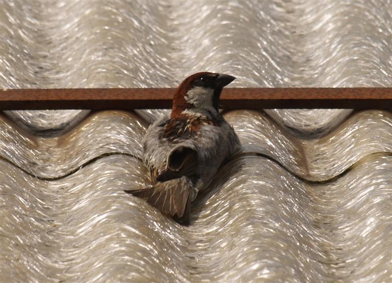 sunbathing (Medium).jpg