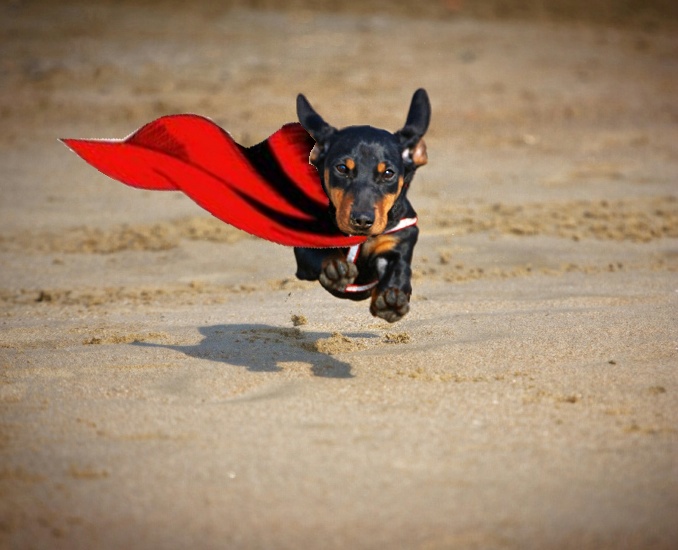 superdog.JPG