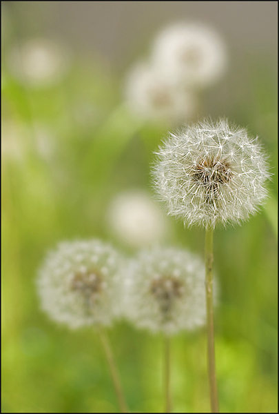 tarassaco.jpg