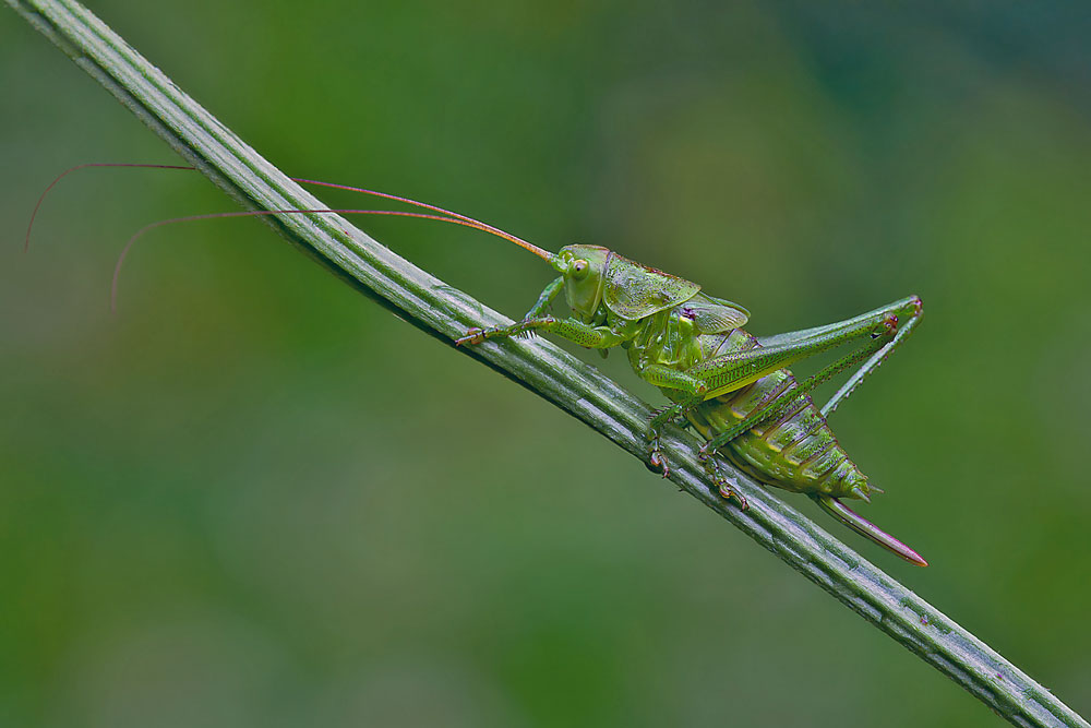 tettigoniaviridissimafe.jpg