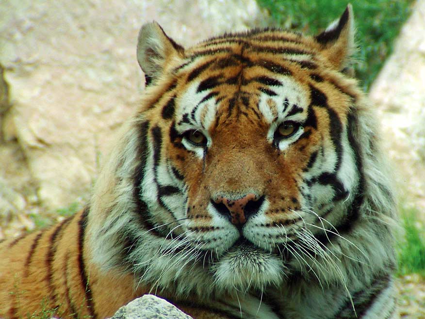tigre2res2.jpg