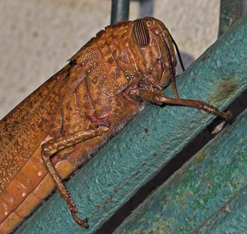 tocca ferro_crop.jpg