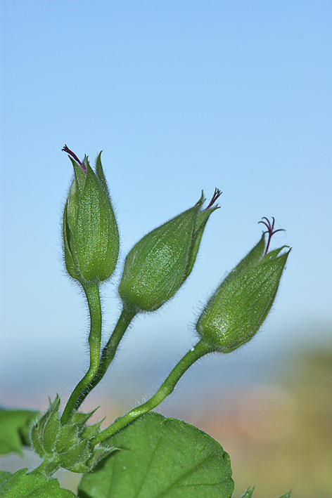 Tre-boccioli-di-geranio-1.jpg