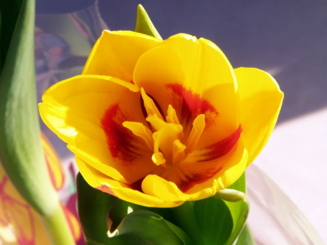 tulipan 1.jpg