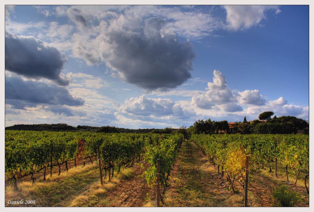 Vigneto HDR.jpg