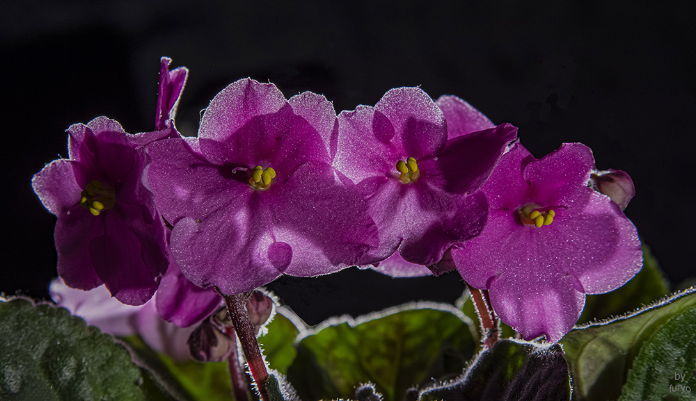 Violetta2.jpg