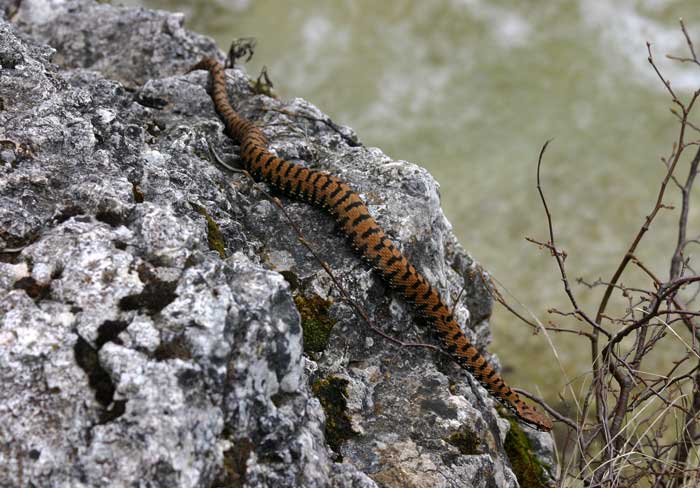 Vipera.jpg
