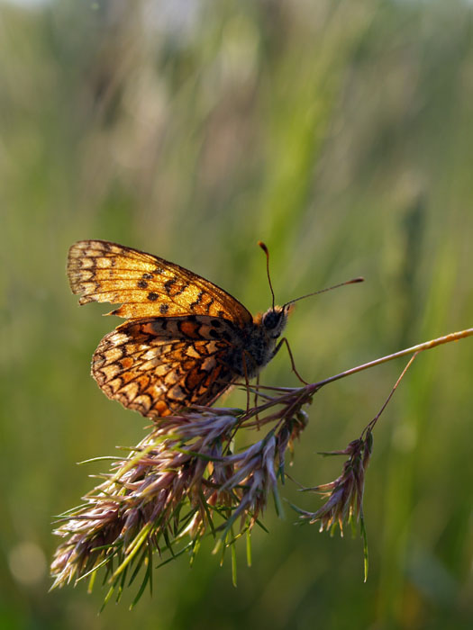 vita al tramonto1.jpg